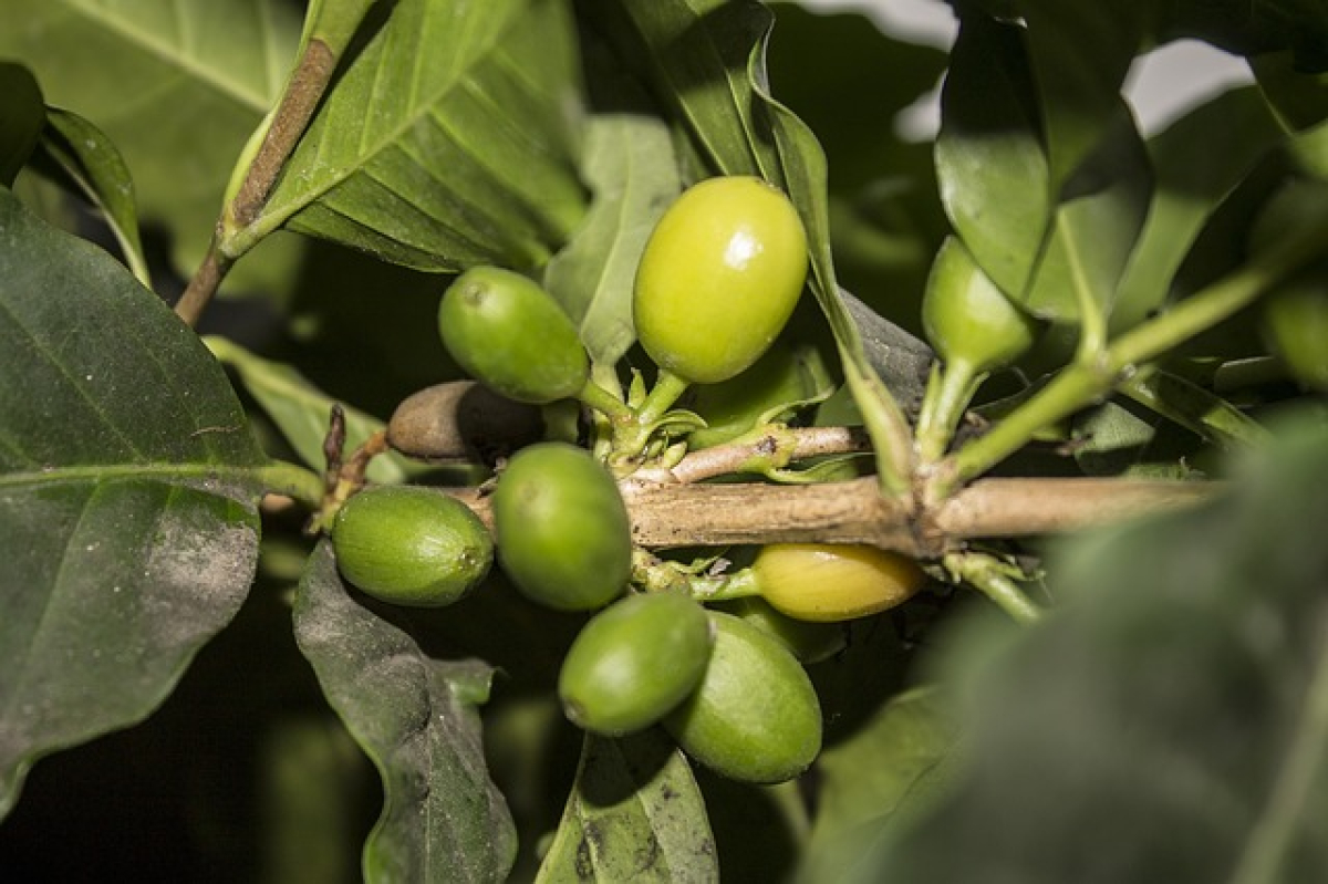 Green coffee – recenze zelené kávy