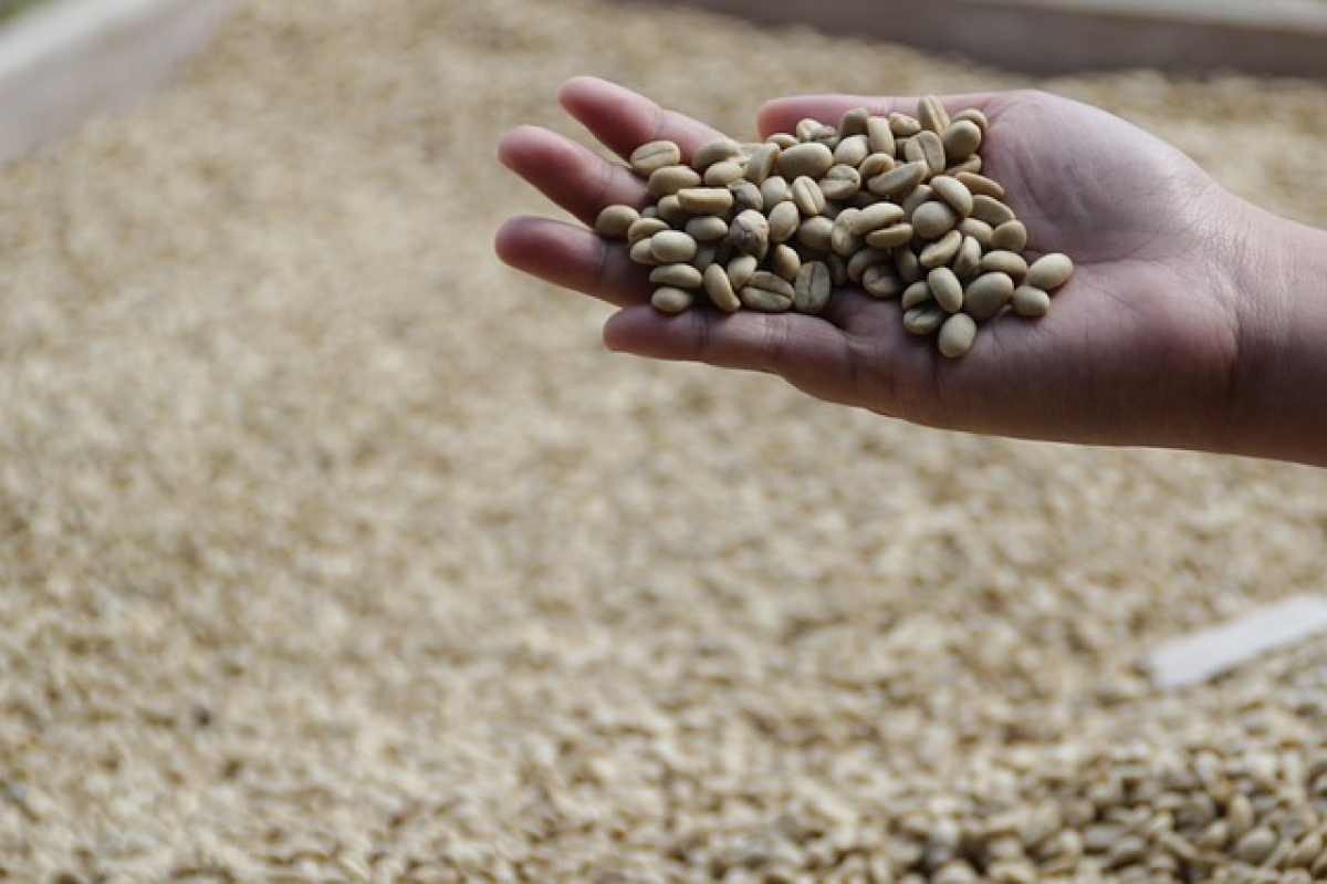 Kopi Luwak: nejdražší káva na světě