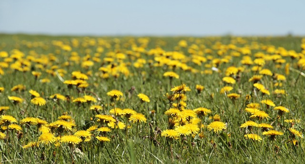 Pampeliška a kotvičník jako přírodní diuretika: Jak tyto byliny pomáhají snižovat hladinu tekutin v těle?